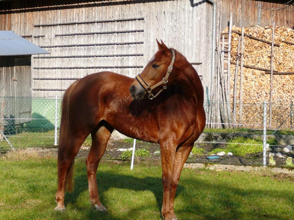 Ferienhof Unterfuehrholzergut Klaus an der Pyhrnbahn Екстериор снимка